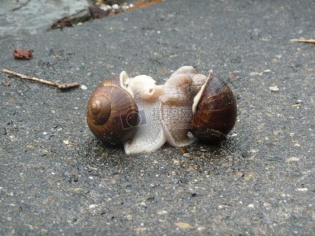 两只恩爱蜗牛