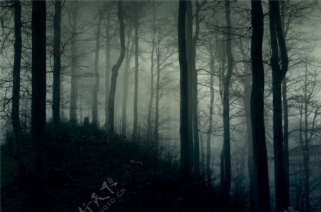 白雾笼罩的树林图片