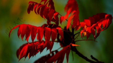 红色枫叶风景图片