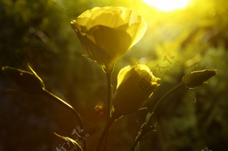阳光与玫瑰花