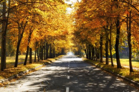 秋天树木公路风景
