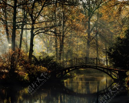 美丽树林拱桥风景