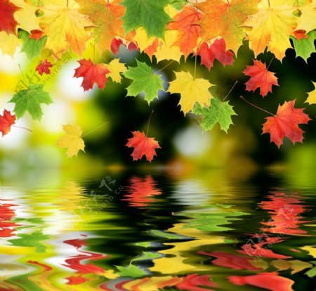 落叶与水面倒影