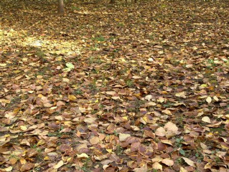 地上枯萎的树叶图片