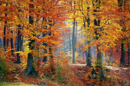 秋天的树林风景图片