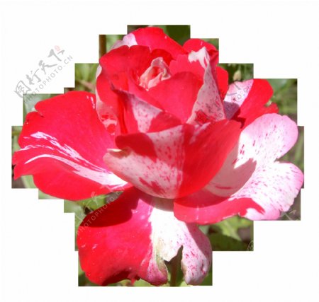 6种玫瑰花朵鲜花图形Photoshop笔刷图片格式