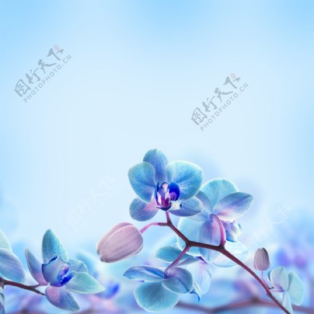 高清蓝色花朵图案背景jpg素