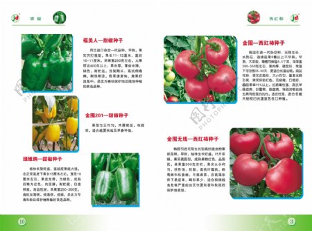 蔬菜画册图片