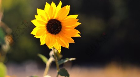 位图写实花卉植物花朵向日葵免费素材