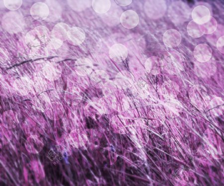 草根性紫色背景