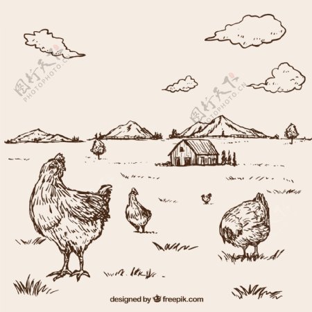 手绘素描风格母鸡农场背景