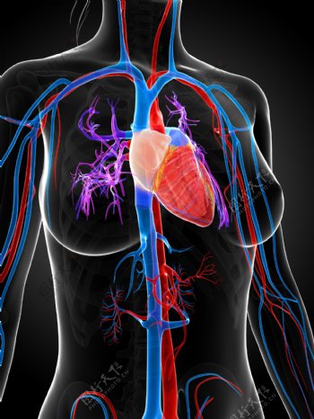 心脏血管组织图片