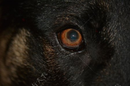 小狗狗的眼睛