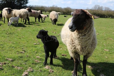 草原里饲养的羊群