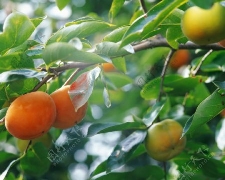 收获季节图片