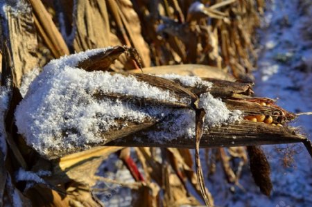 阳光下玉米棒子上的雪