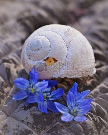 春天的蜗牛壳