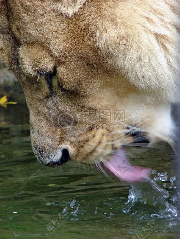 正在喝水的狮子