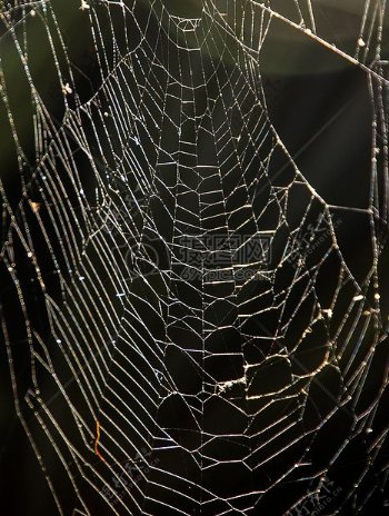 阳光下的蜘蛛网