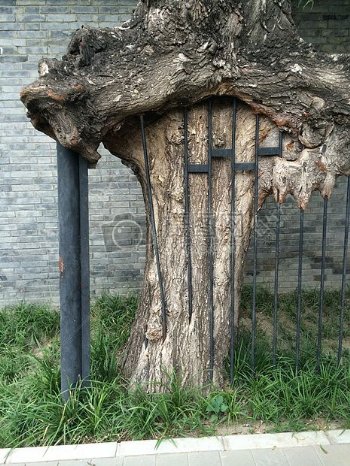 城墙外的树桩
