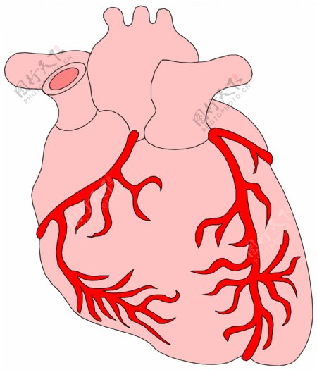 心脏医用模型矢量素材EPS0114