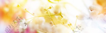 黄色花朵温暖背景banner