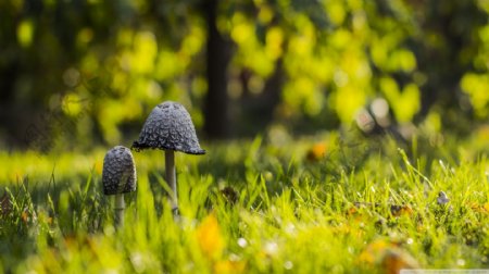 绿色草丛的蘑菇