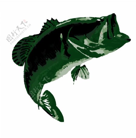 绿色鲈鱼