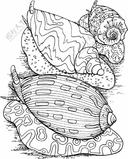 海贝海螺025
