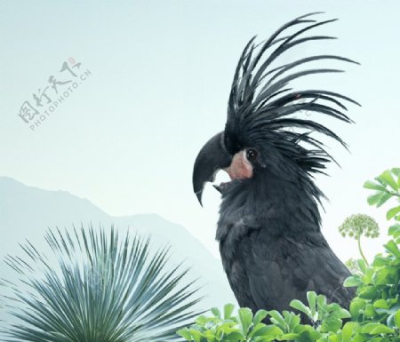 黑色花鸟素材图片