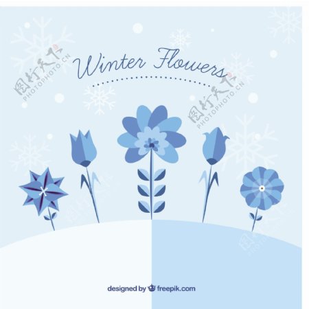 美丽的蓝色色调冬季花