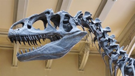 博物馆的恐龙骨架