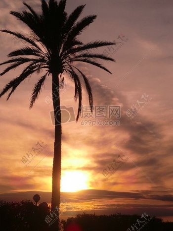夕阳下的棕榈