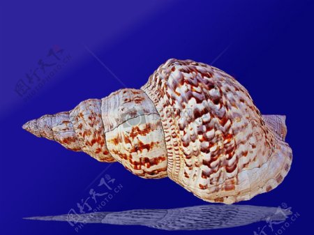 一个孤独的海螺