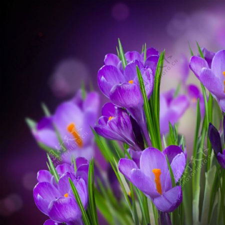 简约紫色大气花朵背景图