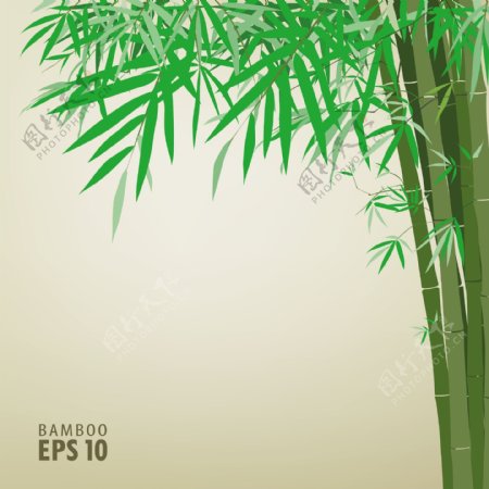 竹的背景说明