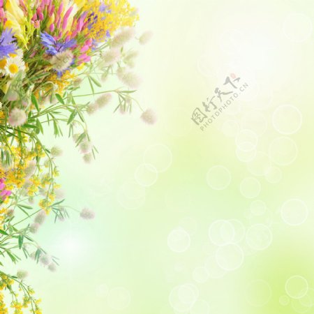 花卉背景图图片
