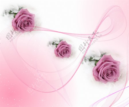 粉色玫瑰花朵移门装饰画
