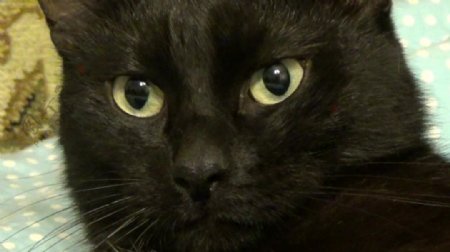 黑色猫咪视频素材