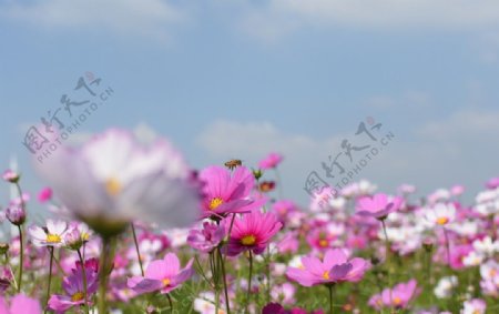 花和蜜蜂