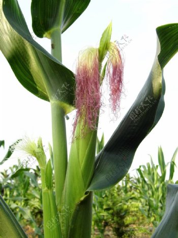 生长玉米高清图