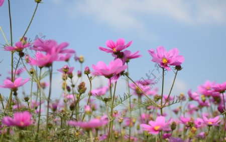 花和蓝天