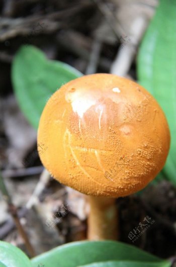 野生蘑菇