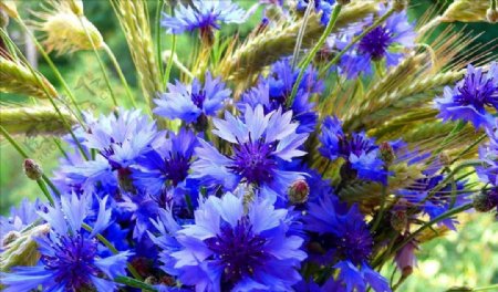 唯美蓝色花束