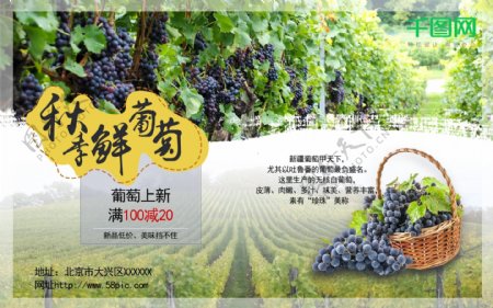 秋季新品葡萄水果促销海报葡萄园采摘