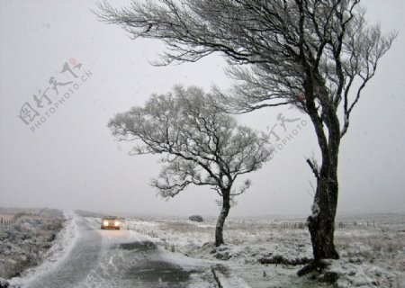风雪中的路边树