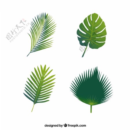 棕榈叶四种类型