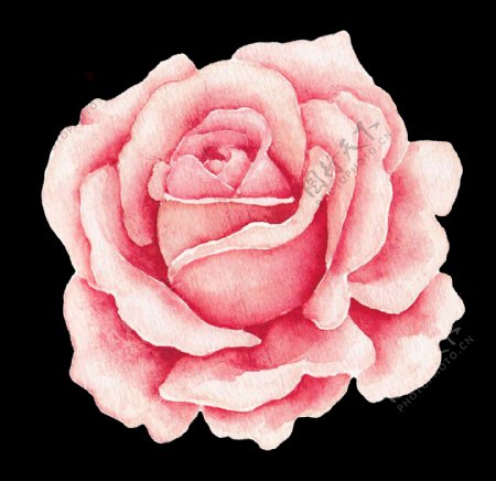 粉嫩玫瑰花png透明素材