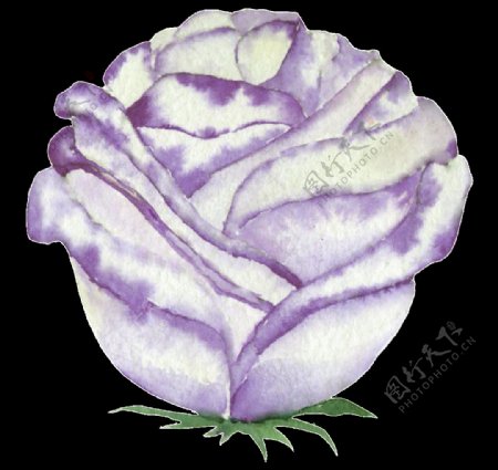 手绘紫玫瑰png透明素材