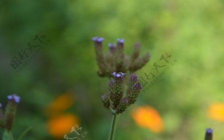 秋游花草